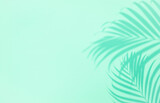 Shadow of tropical palm tree leaf on green background,  copyspace. Minimal summer concept