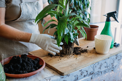 Spring Houseplant Care, Waking Up Indoor Plants for Spring. Woman is transplanting plant into new pot at home. Gardener transplant plant Spathiphyllum