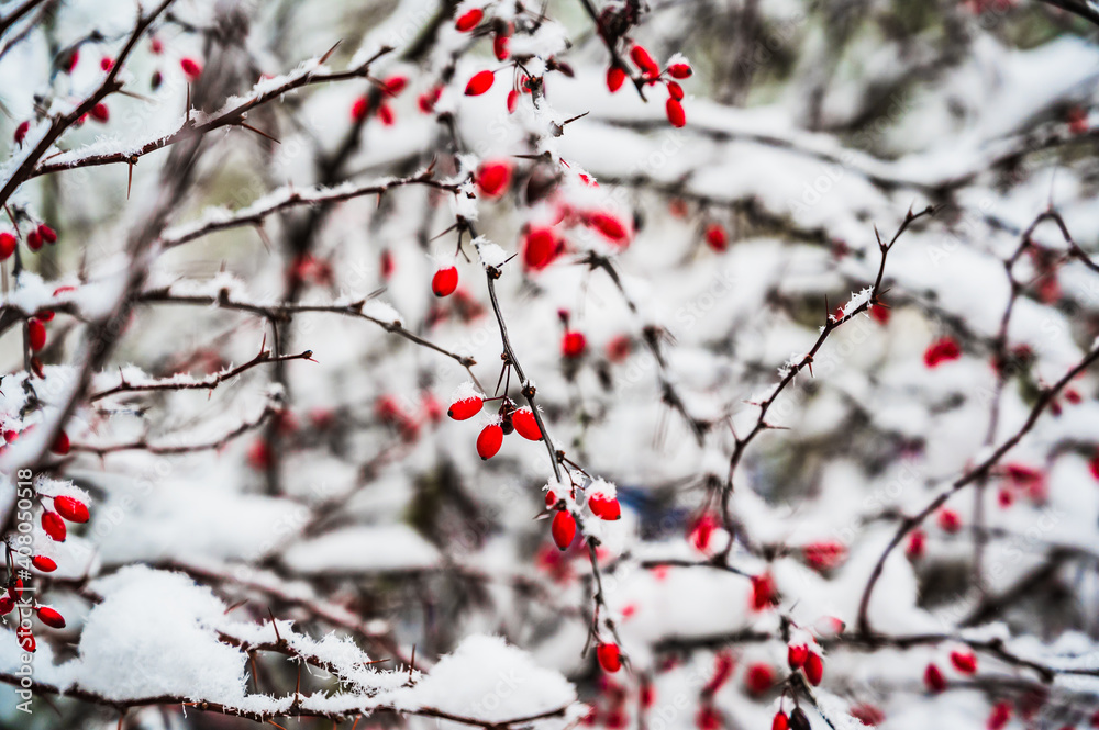 A selective focus shot of snow-covered blooming Rosehip plants on a winter day A selective focus shot of snow-covered blooming Rosehip plants on a winter day