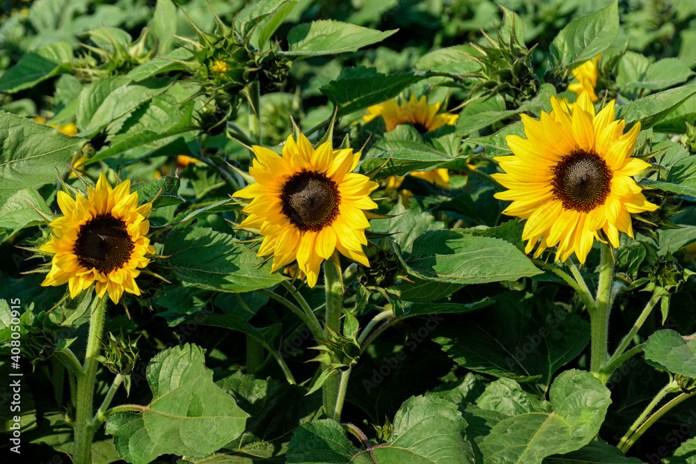 Bright yellow of sunflower against with green leaf backgrounds Bright yellow of sunflower against with green leaf backgrounds