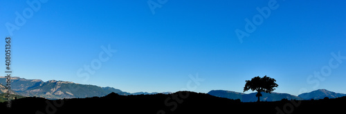 Silhouette d'arbre solitaire à l'aube. Arrière-plan de collines et de ciel bleu sans nuages. Template. Espace pour texte