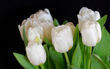 pristine white tulip flowers bunch on black background, some space for your text