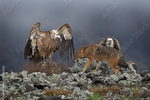 Golden jackal fight with griffon vultures. Scavengers near the carcass. Angry jackal tries to feed. European wildlife during the wintertime. Bulgaria nature. 
