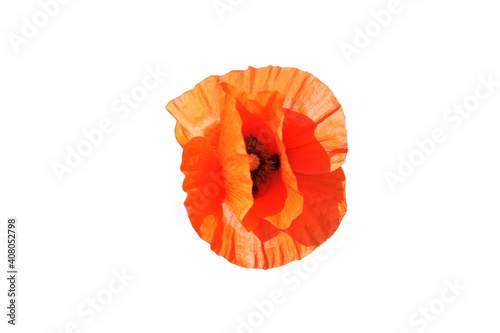 Big red poppy flower in a close-up. Beautiful flower with red petals. Isolated on white background.