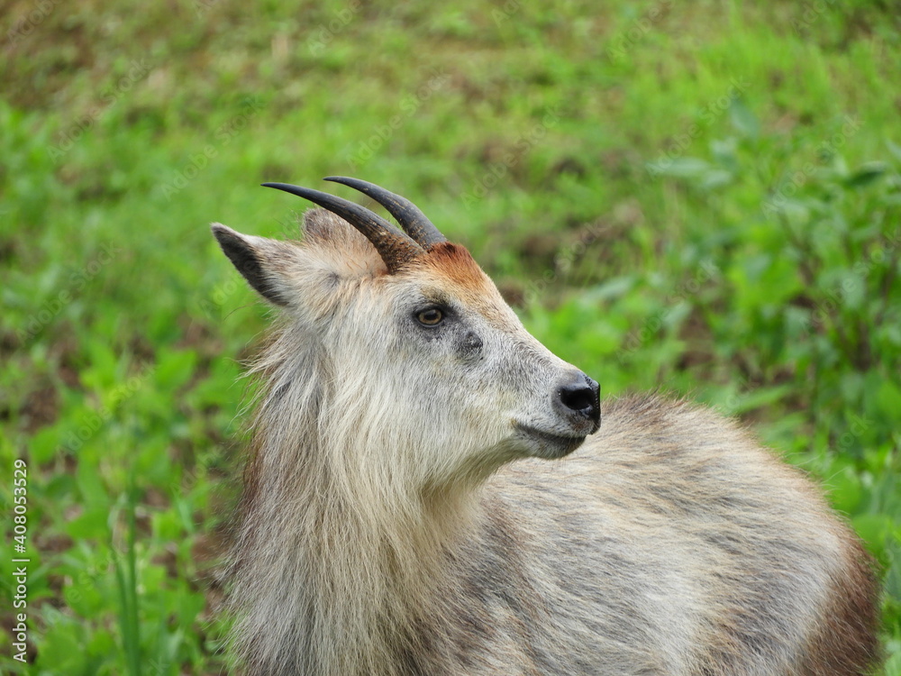 Fototapeta premium 二ホンカモシカ・７月・秋田市
