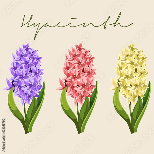 Set of Different colored Hyacinthus orientalis  Hyacinth Flower Botanical Colourful vector illustrations