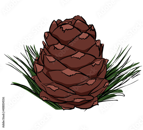 vector illustration of pine cone hand drawing sketch