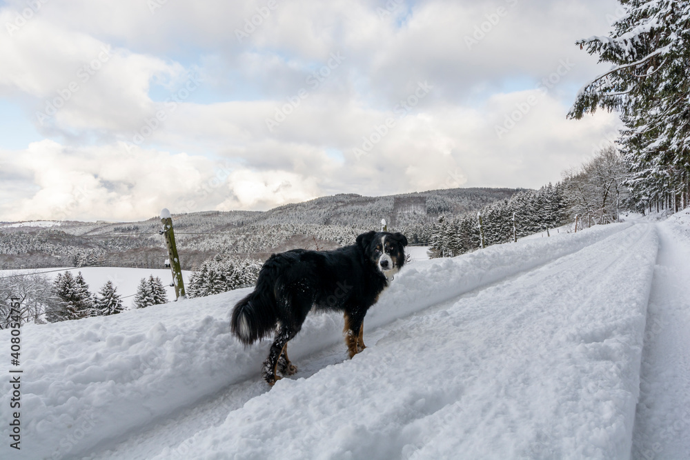 Ferien Urlaub mit Hund: viel Spaß im Winter bei Wanderungen im Schnee