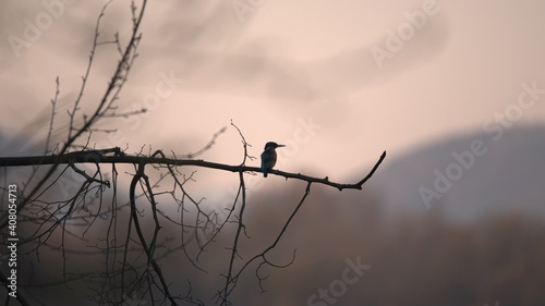 Bird Kingfisher Alcedo atthis sit on branch over river Sola.South Poland