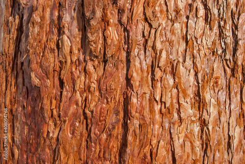 Sequoia sempervirens redwood bark closeup as wooden background