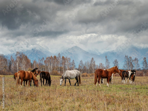 A herd of horses in the Tunka valley in Sayan. © Eugene