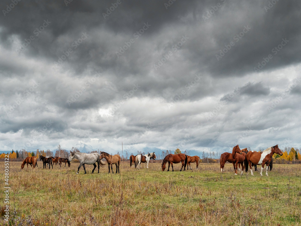 A herd of horses in the Tunka valley in Sayan.