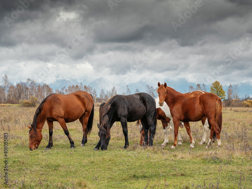 A herd of horses in the Tunka valley in Sayan.