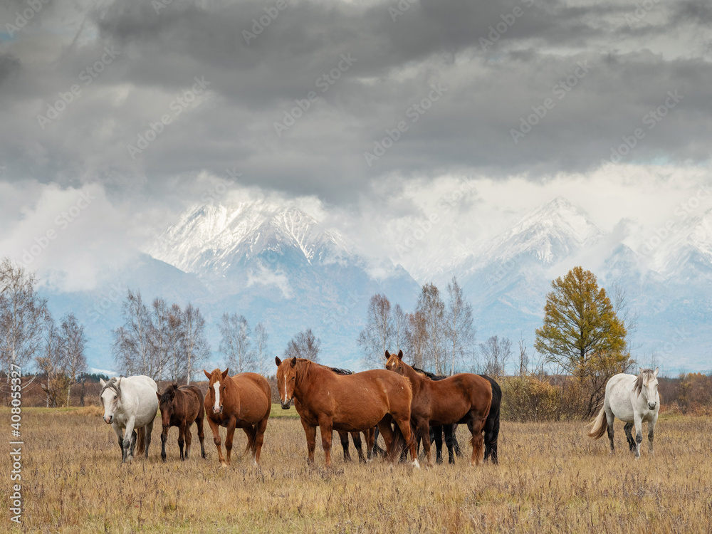 A herd of horses in the Tunka valley in Sayan. A herd of horses in the Tunka valley in Sayan.