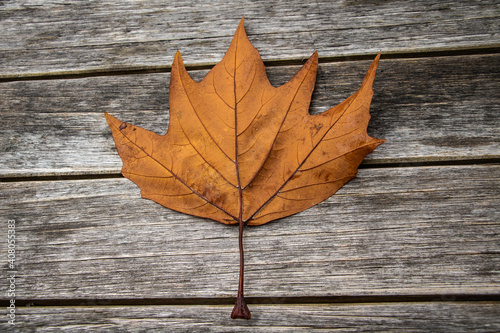 Single Maple Tree Dry Leaf on a weathered timber bench.