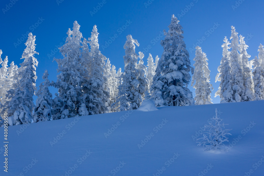Beautiful frozen landscape with snowy spruce backlit by the sun during wintertime in the alps (Radstadt, Salzburg county, Austria) Beautiful frozen landscape with snowy spruce backlit by the sun during wintertime in the alps (Radstadt, Salzburg county, Austria)