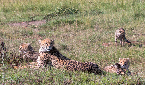 Photography Cheetah mother with three youngsters on the look out