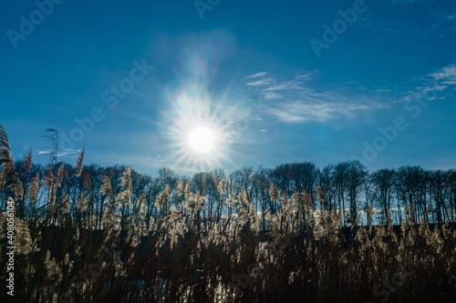 Reed plants against in the backlight of the sun