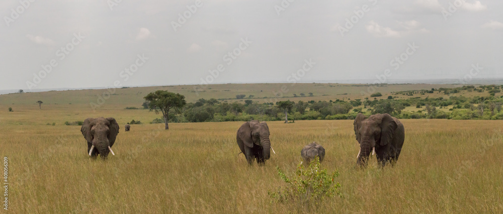 Fototapeta panorama of elephant group in open savannah