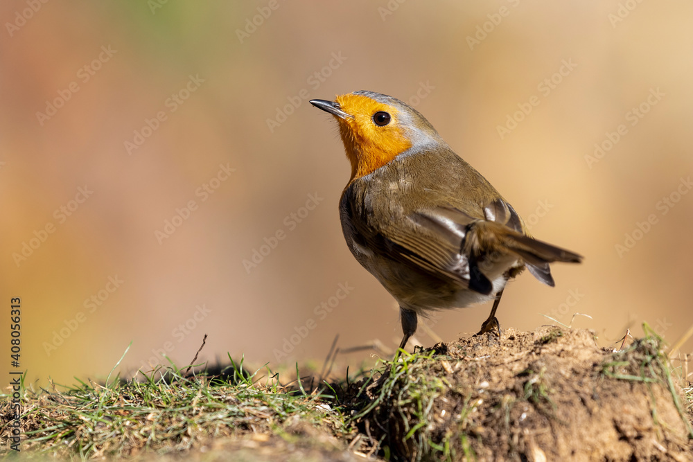 European robin (Erithacus rubecula) in the meadow posing from back on an ocher blur background European robin (Erithacus rubecula) in the meadow posing from back on an ocher blur background