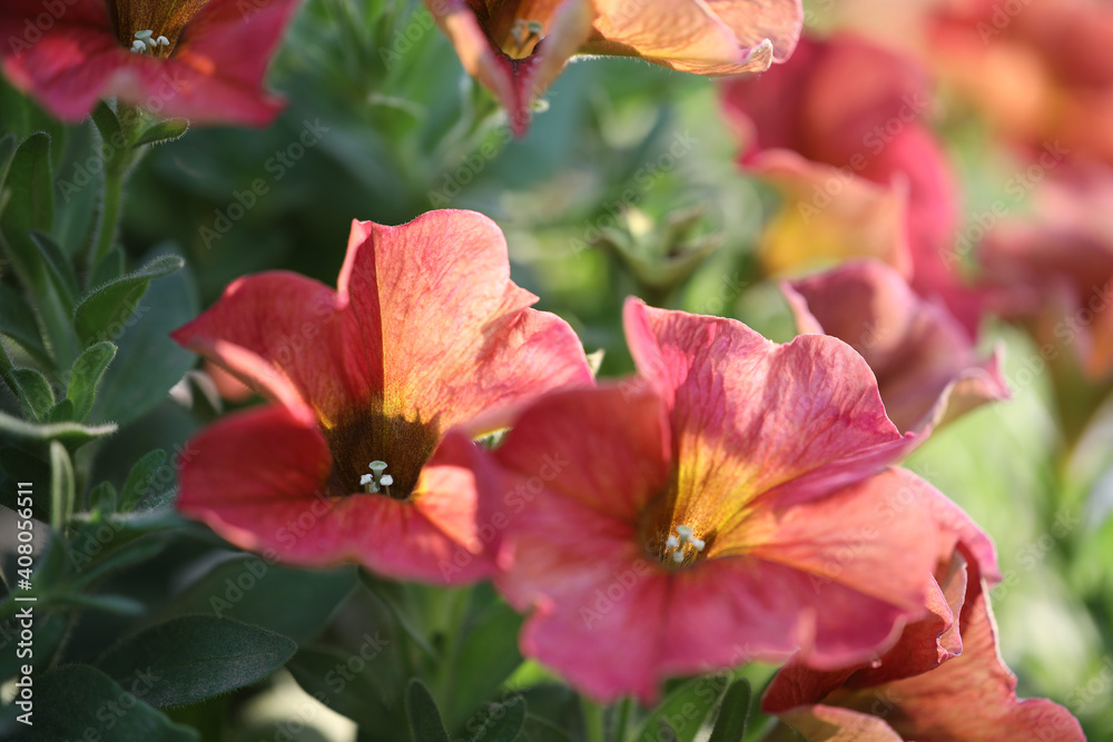 Obraz premium Red Petunia flower close up