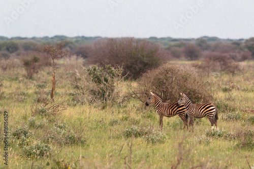 two lonesome young zebras in bushy landscape