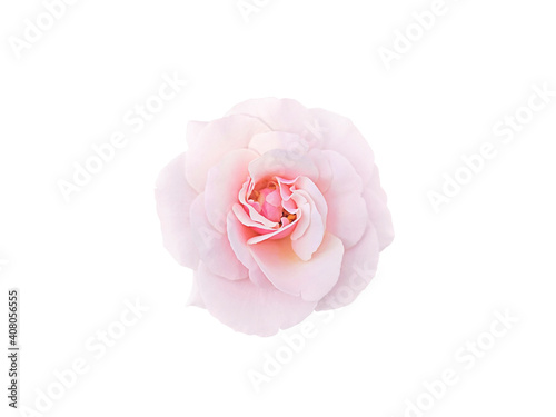 light-pink rose blossom on white background