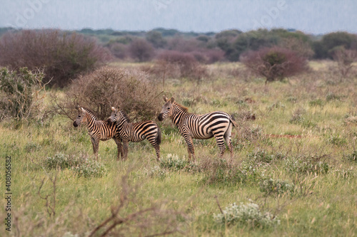 grour of zebras in bushy landscape