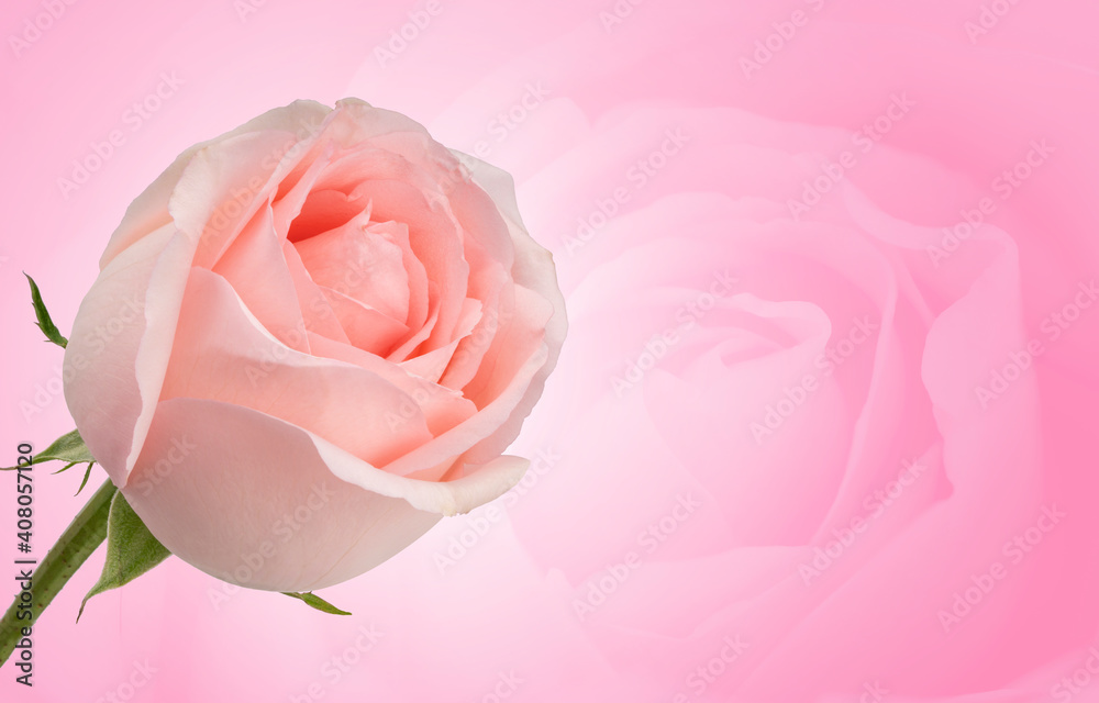 Pink rose on pink background, Pink rose symbols of love for Happy Women's Day, Mother's Day, Valentine's Day, birthday greeting card design Pink rose on pink background, Pink rose symbols of love for Happy Women's Day, Mother's Day, Valentine's Day, birthday greeting card design