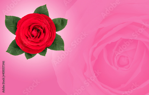 Fototapeta Naklejka Na Ścianę i Meble -  Red rose on pink background, Red rose symbols of love for Happy Women's Day, Mother's Day, Valentine's Day, birthday greeting card design