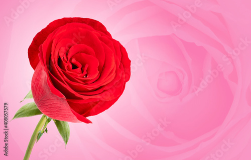 Red rose on pink background  Red rose symbols of love for Happy Women s Day  Mother s Day  Valentine s Day  birthday greeting card design