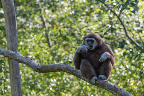 Gibbon sitting on a branch whilst chewing on bread