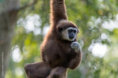 Gibbon hanging down with one arm
