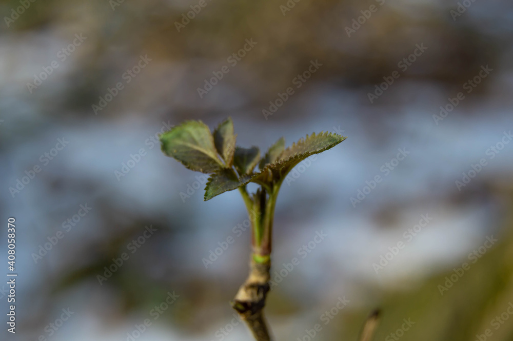 Close-up of a growing plant on a branch on a blurred background
