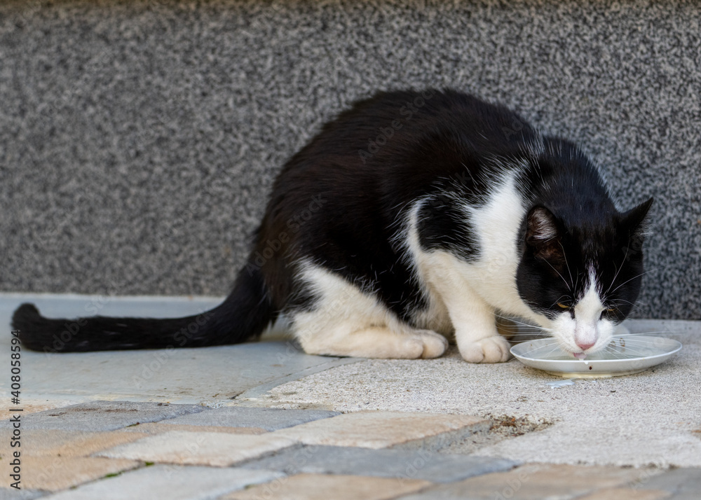 Black-and-White Tabby Cat drinking milk Black-and-White Tabby Cat drinking milk