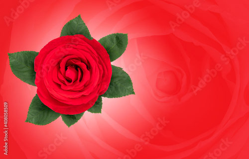 Red rose on pink background  Red rose symbols of love for Happy Women s Day  Mother s Day  Valentine s Day  birthday greeting card design