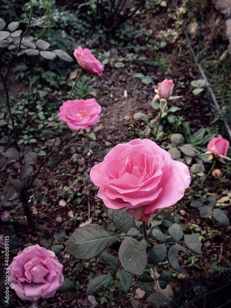 Beautiful red rose blossom very beautifully on garden Beautiful red rose blossom very beautifully on garden