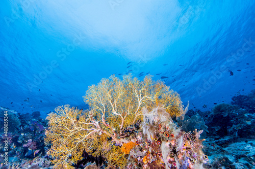 Fototapeta Naklejka Na Ścianę i Meble -  UnderWater