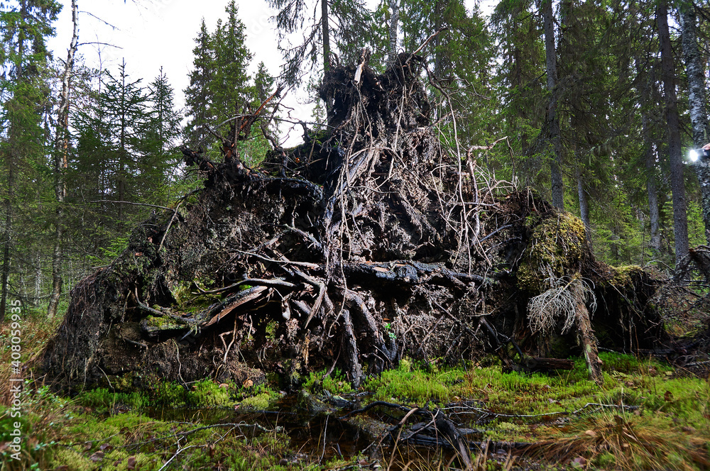 Upprooted spruce tree in the forest. Upprooted spruce tree in the forest.