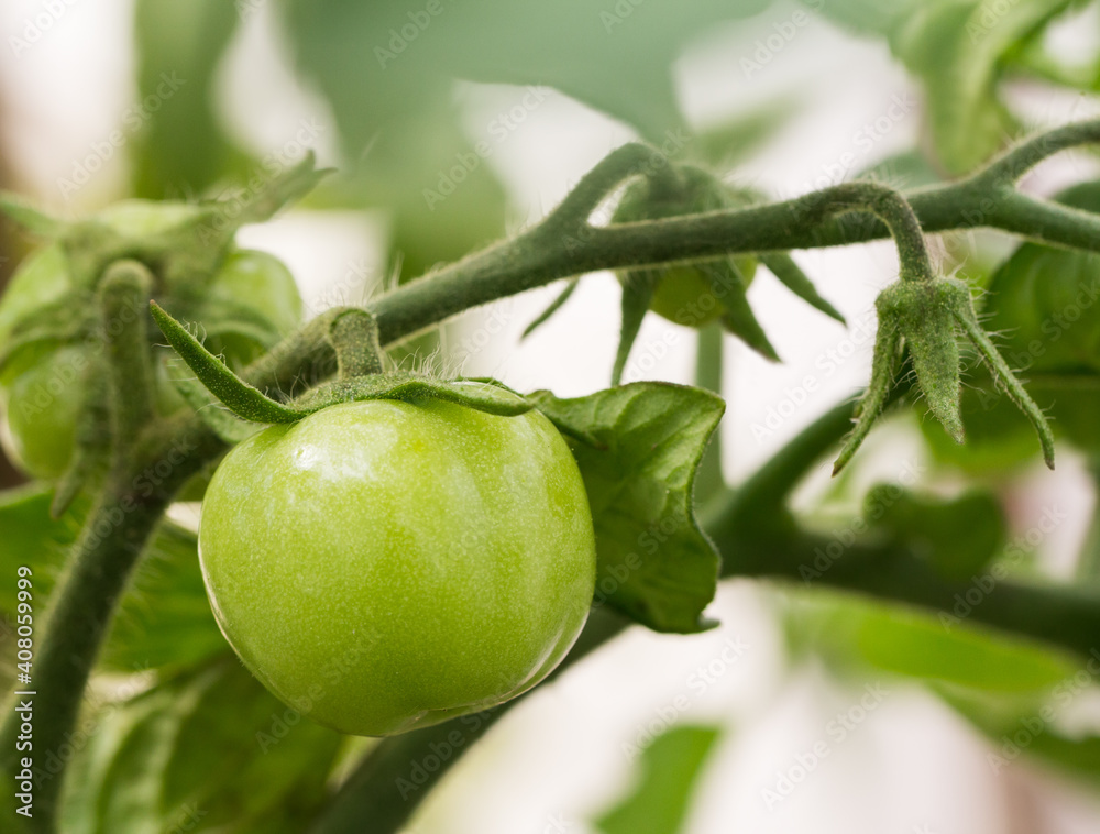 Green tomato growing on twig in a greenhouse Green tomato growing on twig in a greenhouse
