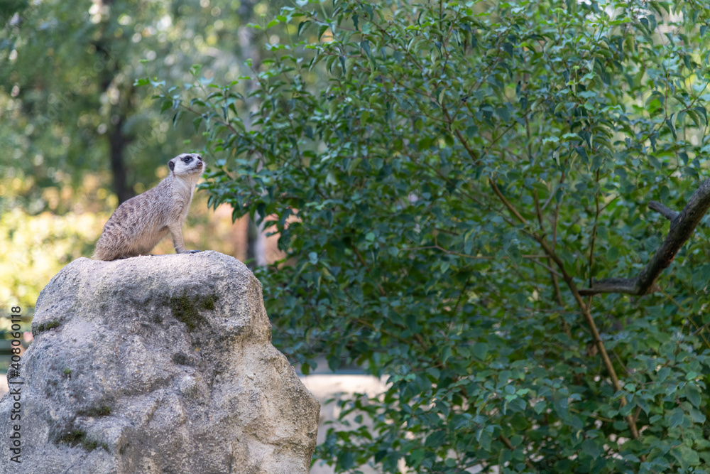 Obraz premium Meerkat standing on a stone, watchfully guarding