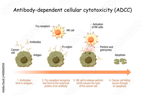 cancer cell and natural killer (NK) cells