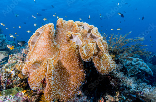 UnderWater
