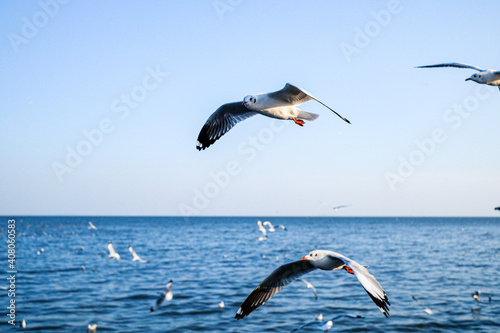 Flying seagull birds at Bang poo, bird sightseeing, Samutprakan Province, famous place in Thailand photo