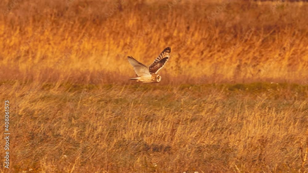 Short-eared Owl (Asio flammeus) on high alert flying cautiously over the open grassy countryside. Short-eared Owl (Asio flammeus) on high alert flying cautiously over the open grassy countryside.