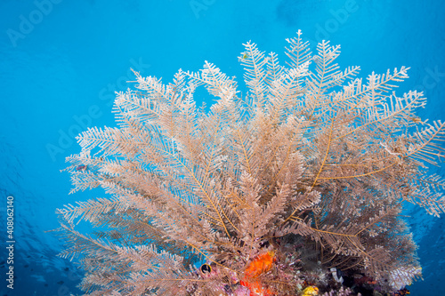 UnderWater