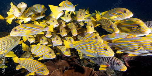 UnderWater