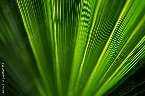 Beautiful exotic pattern of green tropical palm leaves