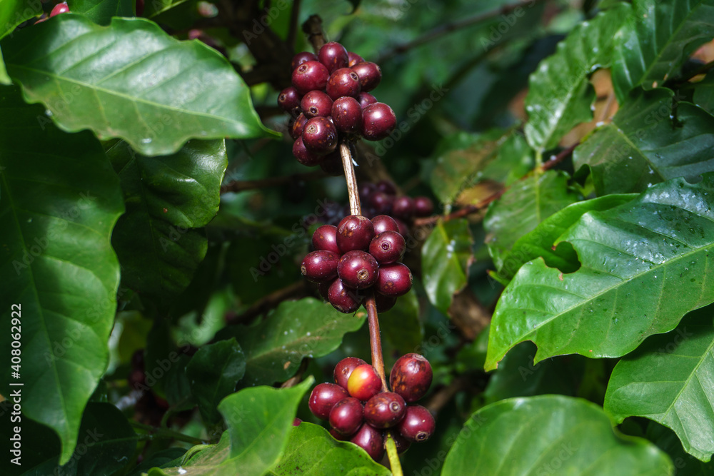 The coffee tree bears full coffee. Ready to drink The coffee tree bears full coffee. Ready to drink