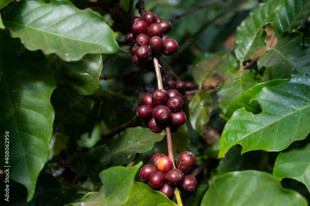 The coffee tree bears full coffee. Ready to drink The coffee tree bears full coffee. Ready to drink